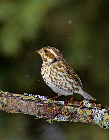 Haemorhous purpureus = PURPLE FINCH 161701