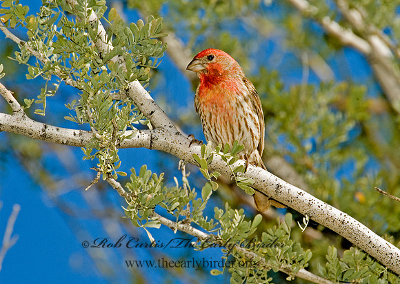 Haemorhous mexicanus  HOUSE FINCH  5005106