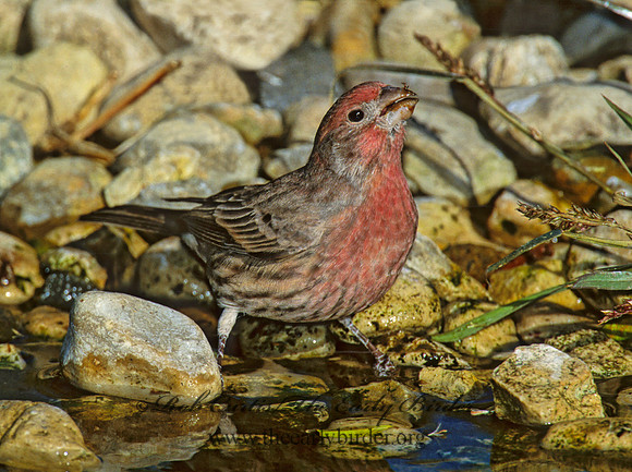 Haemorhous mexicanus  HOUSE FINCH  1277817
