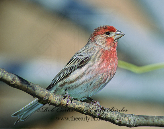 Haemorhous mexicanus  HOUSE FINCH  44906