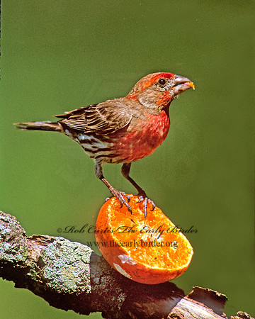 Haemorhous mexicanus  HOUSE FINCH  257217