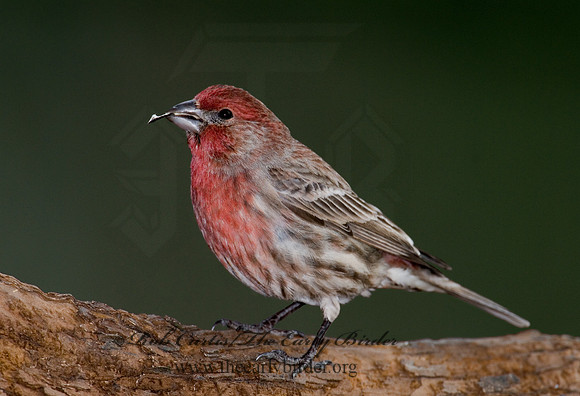 Haemorhous mexicanus  HOUSE FINCH  6000728
