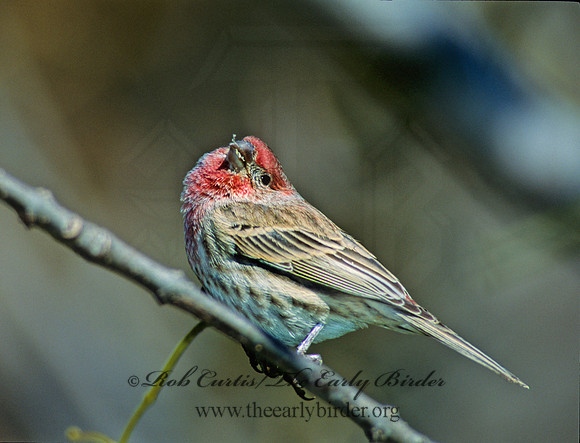 Haemorhous mexicanus  HOUSE FINCH  44832