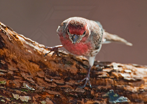 Haemorhous mexicanus  HOUSE FINCH  6001044