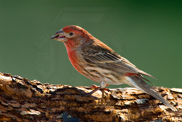 Haemorhous mexicanus  HOUSE FINCH  6001045
