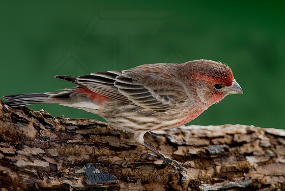 Haemorhous mexicanus  HOUSE FINCH  6001061 IF