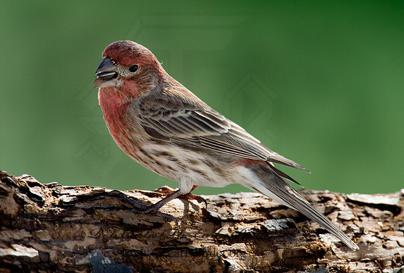 Haemorhous mexicanus  HOUSE FINCH  6001046