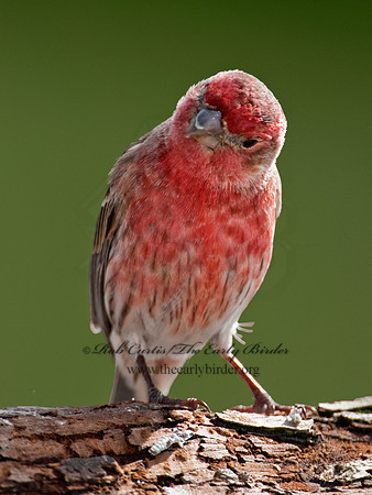 Haemorhous mexicanus  HOUSE FINCH  6001084