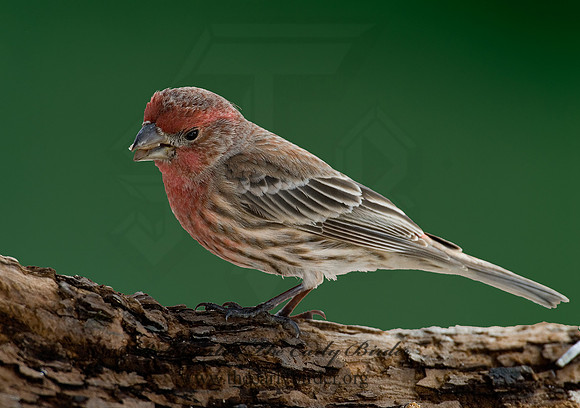 Haemorhous mexicanus  HOUSE FINCH  6001063 IF