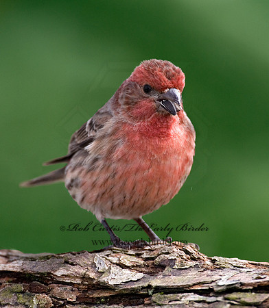 Haemorhous mexicanus  HOUSE FINCH  6001157