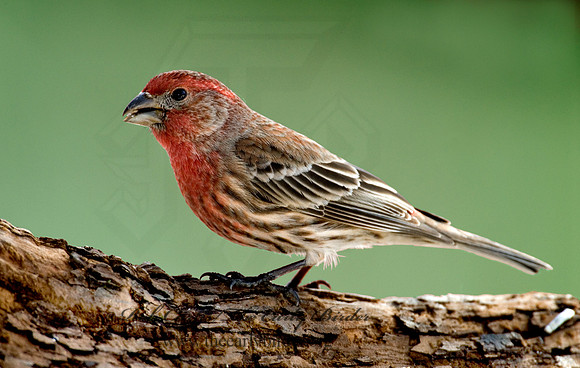 Haemorhous mexicanus  HOUSE FINCH  6001065