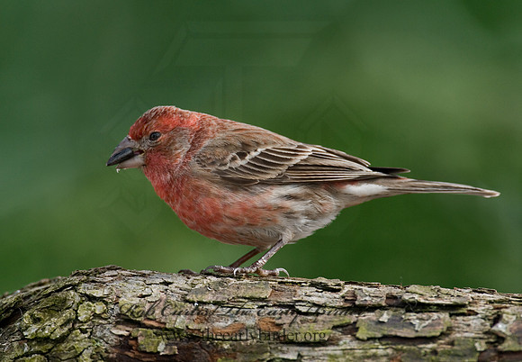 Haemorhous mexicanus  HOUSE FINCH  6001161 V