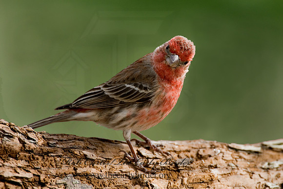 Haemorhous mexicanus  HOUSE FINCH  6001221