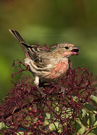 Haemorhous mexicanus  HOUSE FINCH  8018238