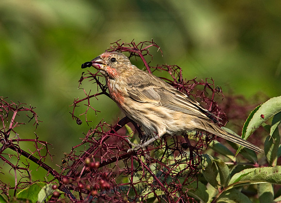 Haemorhous mexicanus  HOUSE FINCH  8018246