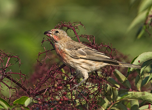 Haemorhous mexicanus  HOUSE FINCH  8018243