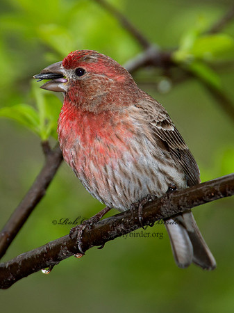 Haemorhous mexicanus  HOUSE FINCH  9010620
