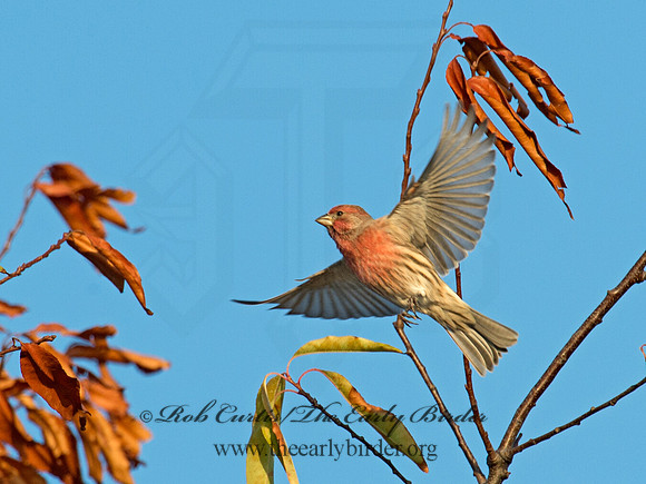 Haemorhous mexicanus  HOUSE FINCH  9015158