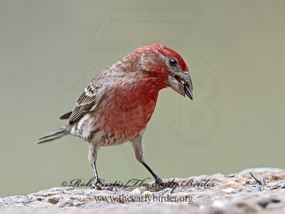Haemorhous mexicanus  HOUSE FINCH 3035218