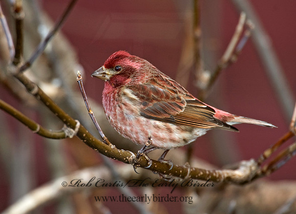 Haemorhous purpureus  PURPLE FINCH 5018360