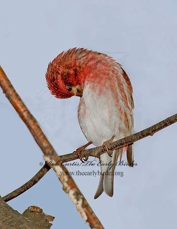 Haemorhous purpureus  PURPLE FINCH 5018078