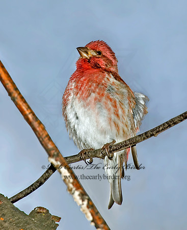 Haemorhous purpureus  PURPLE FINCH 5018081