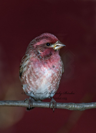 Haemorhous purpureus  PURPLE FINCH 6000041