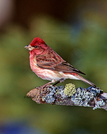 Haemorhous purpureus  PURPLE FINCH 162031