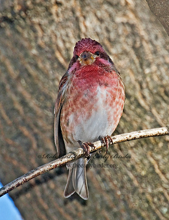 Haemorhous purpureus  PURPLE FINCH 6000104