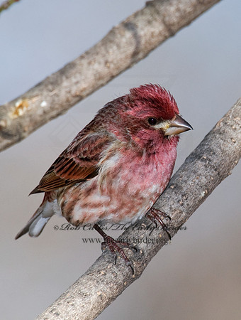 Haemorhous purpureus  PURPLE FINCH 6000126
