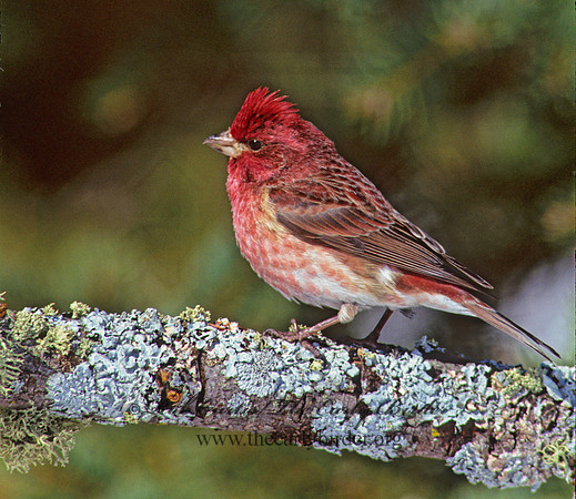 Haemorhous purpureus  PURPLE FINCH 162035