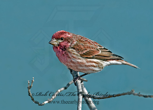 Haemorhous purpureus  PURPLE FINCH 6000121