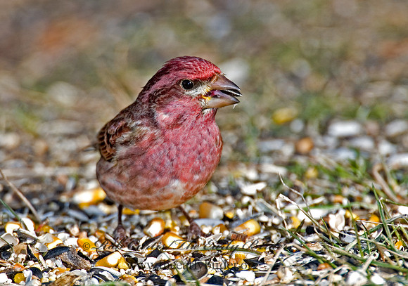 Haemorhous purpureus  PURPLE FINCH 6000133