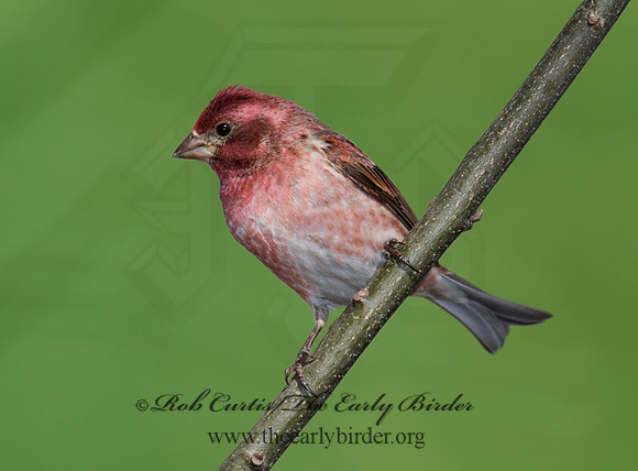 Haemorhous purpureus  PURPLE FINCH 6000894