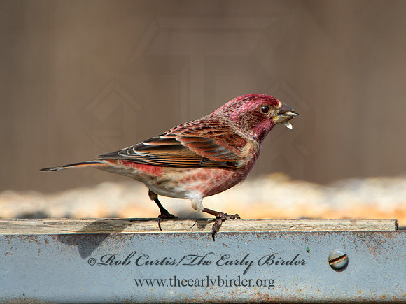 Haemorhous purpureus  PURPLE FINCH 9042549