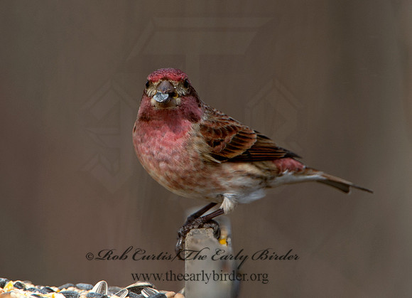 Haemorhous purpureus  PURPLE FINCH 9042564