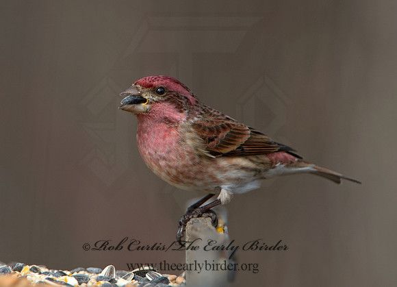 Haemorhous purpureus  PURPLE FINCH 9042565
