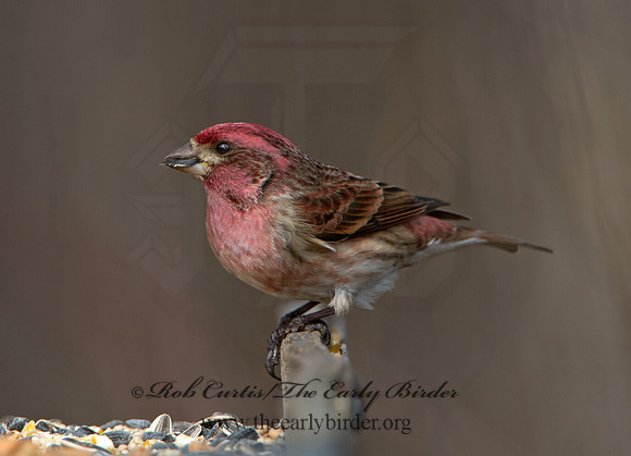 Haemorhous purpureus  PURPLE FINCH 9042567