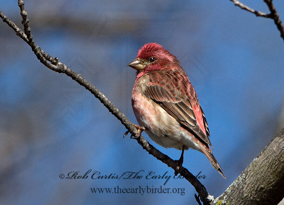 Haemorhous purpureus  PURPLE FINCH 9042663