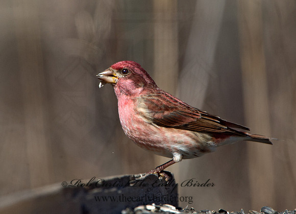 Haemorhous purpureus  PURPLE FINCH 9042679