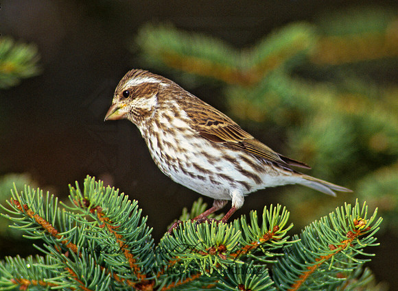 Haemorhous purpureus  PURPLE FINCH 161720
