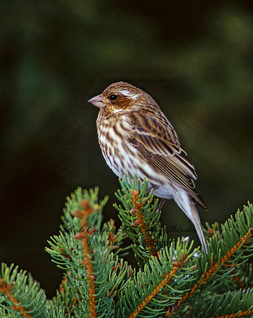 Haemorhous purpureus  PURPLE FINCH 161813