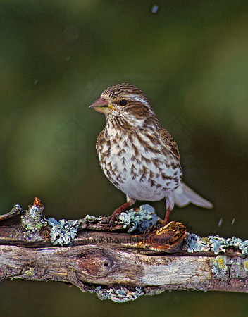 Haemorhous purpureus  PURPLE FINCH 161730