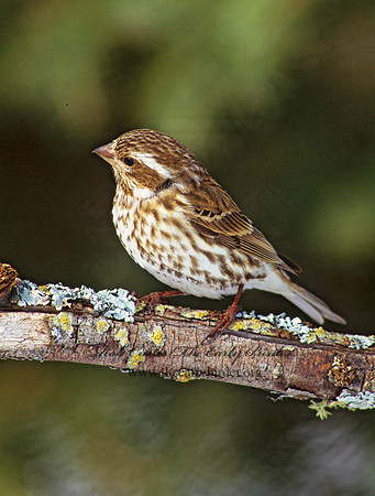 Haemorhous purpureus  PURPLE FINCH 161807