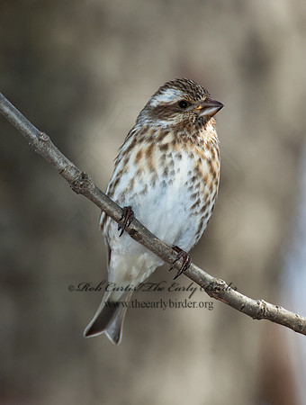 Haemorhous purpureus  PURPLE FINCH 5018140