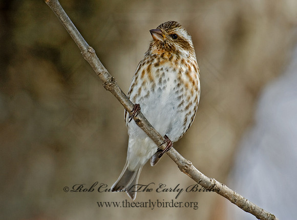 Haemorhous purpureus  PURPLE FINCH 5018139