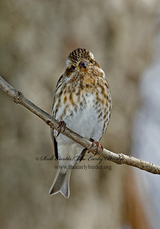 Haemorhous purpureus  PURPLE FINCH 5018145