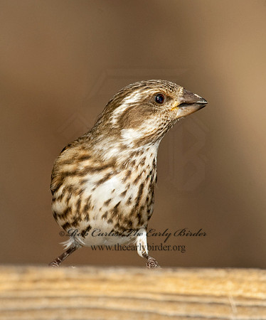 Haemorhous purpureus  PURPLE FINCH 5018207