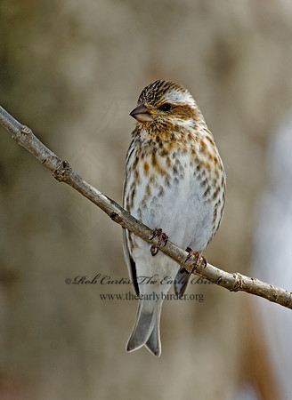Haemorhous purpureus  PURPLE FINCH 5018148