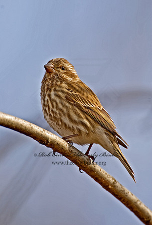 Haemorhous purpureus  PURPLE FINCH 5018160